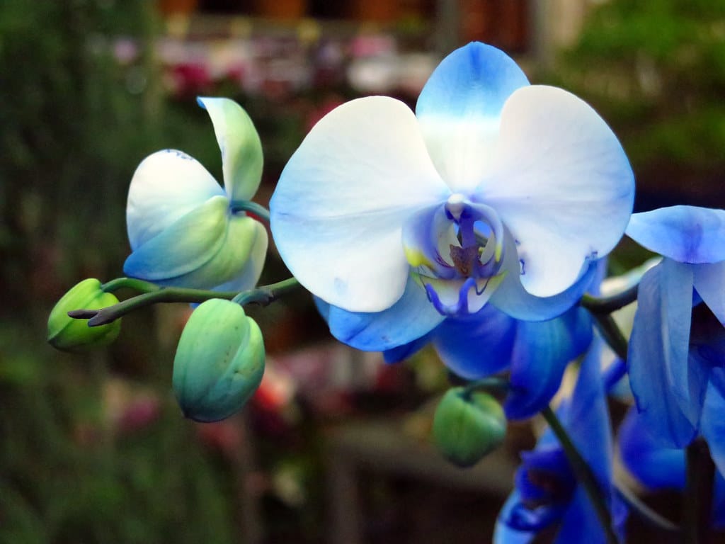 Orchidée bleue en pleine floraison, symbole de beauté et de bienfaits
