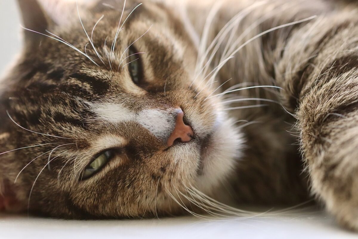 Un chat heureux jouant avec un jouet coloré dans le salon