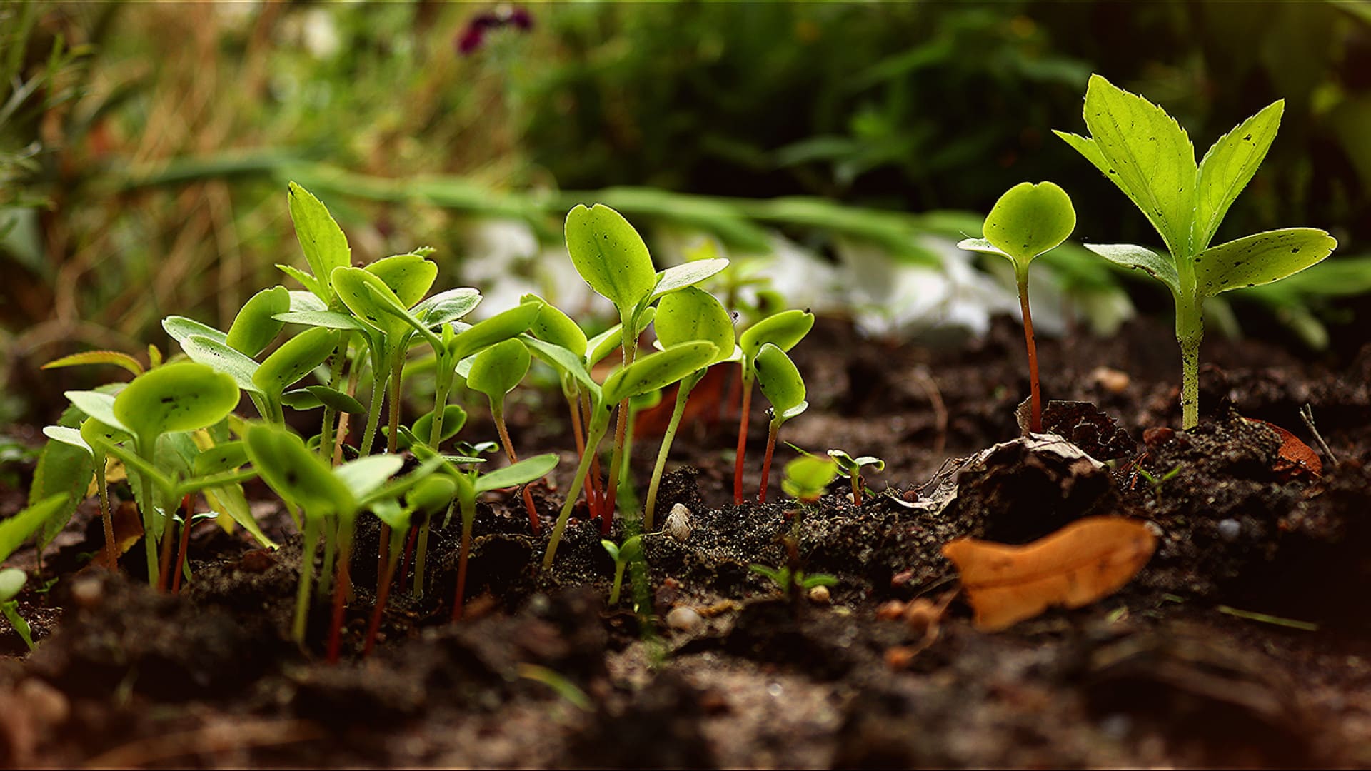 La permaculture : une manière de cultiver son jardin