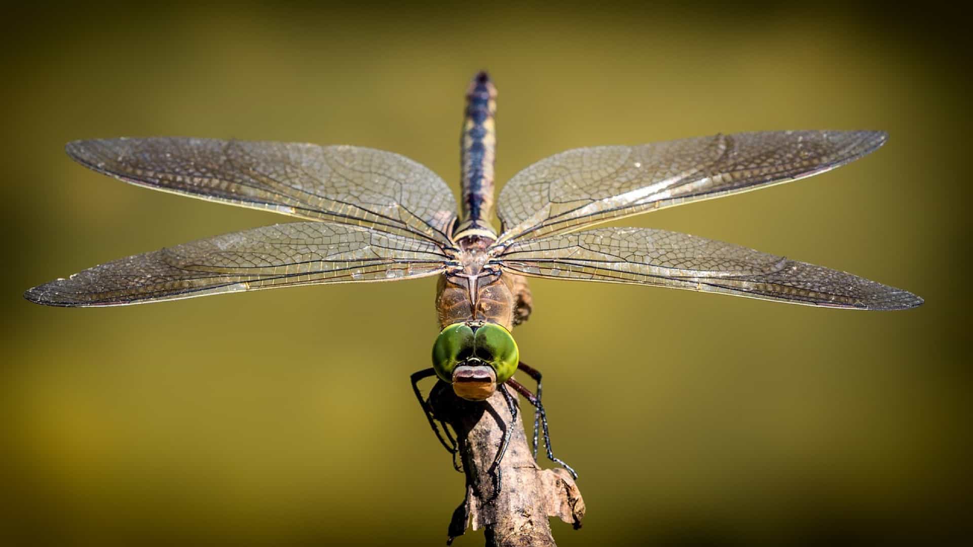 Que savoir sur les insectes à larves xylophages ?